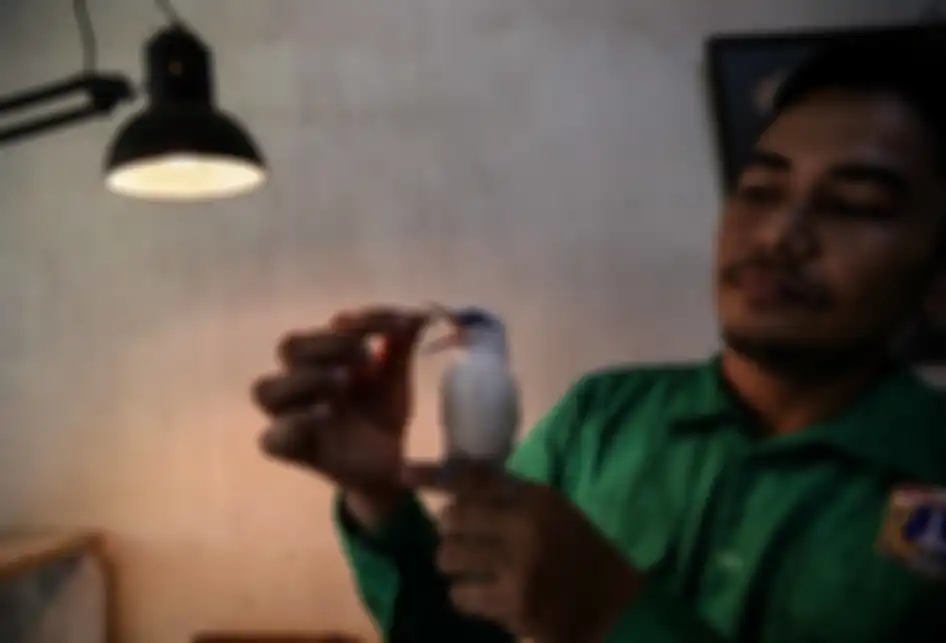Pengasuh hewan saat memberikan makan Jalak Bali di Kebun Binatang Ragunan, Jakarta Timur, Rabu (20/3/2019). Makanan yang diberikan adalah jangkrik atau ulat hongkong.