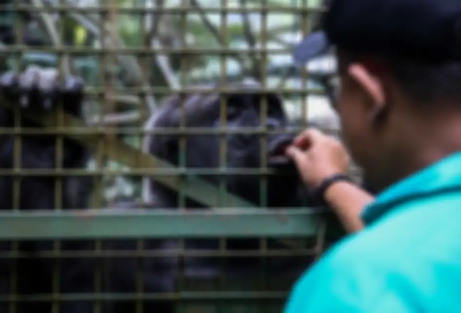 Pengasuh hewan saat memberikan makan Gorila di Kebun Binatang Ragunan, Jakarta Timur, Rabu (20/3/2019). Makanan yang diberikan adalah jenis buah-buahan dan sayuran.
