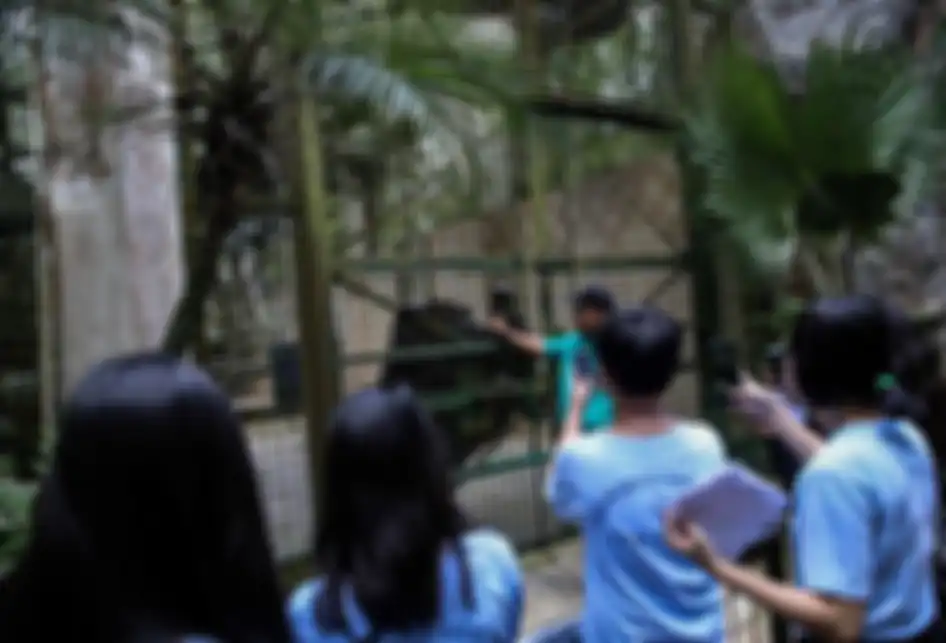 Pengasuh hewan saat memberikan makan Gorila di Kebun Binatang Ragunan, Jakarta Timur, Rabu (20/3/2019). Makanan yang diberikan adalah jenis buah-buahan dan sayuran.