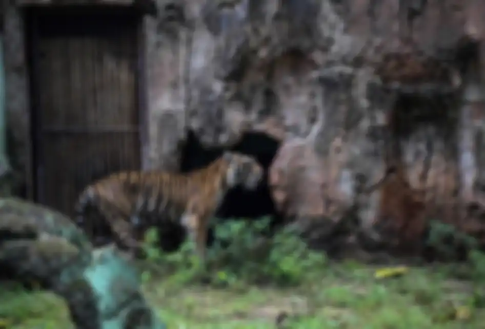 Harimau Sumatera terlihat di Kebun Binatang Ragunan, Jakarta Timur, Rabu (20/3/2019). Harimau diberi makan daging ayam.