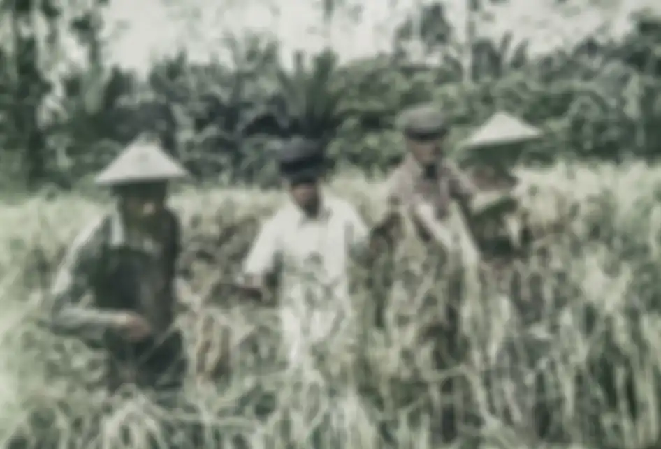 Foto dirilis Kamis (16/5/2019), menunjukkan foto hasil reproduksi empat tahanan politik saat melakukan panen padi di Pulau Buru, Maluku. Pulau Buru menjadi lokasi tempat pemanfaatan (Tefaat) yang kemudian berubah menjadi Inrehab (Instalasi Rehabilitas) para tahanan politik yang ditangkap pasca-G30S/