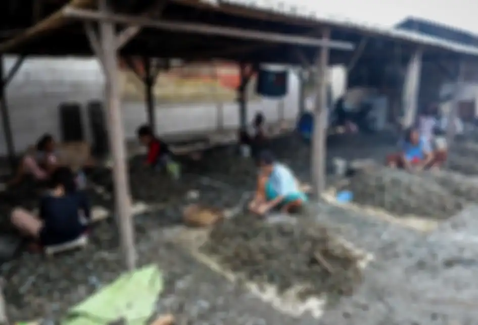 Warga kampung kerang hijau sedang mengupas kerang hasil budidaya nelayan yang ada di Muara Angke, Penjaringan, Jakarta Utara, Jumat (5/7/2019). Kawasan ini merupakan sentra pengolahan kerang hijau yang ada di bibir pantai utara Jakarta.