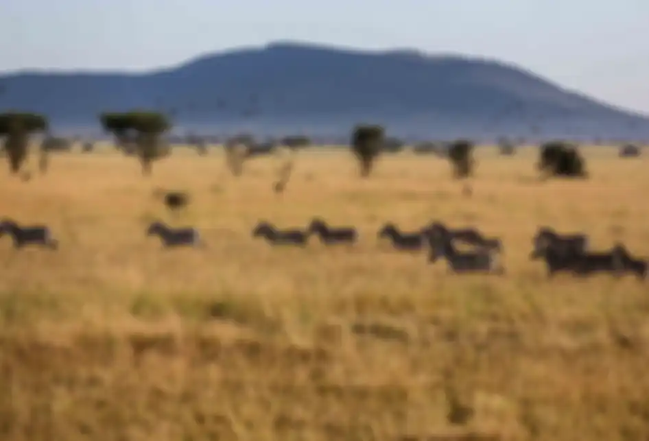 Zebra terlihat di sekitar Taman Nasional Serengeti di Tanzania, Afrika Timur, Jumat (5/4/2019). Taman Nasional Serengeti berada dalam daftar Warisan Dunia versi UNESCO (The World Heritage Site) dan mendapat posisi paling atas sebagai tempat terbaik yang harus dikunjungi selama berada di Tanzania.