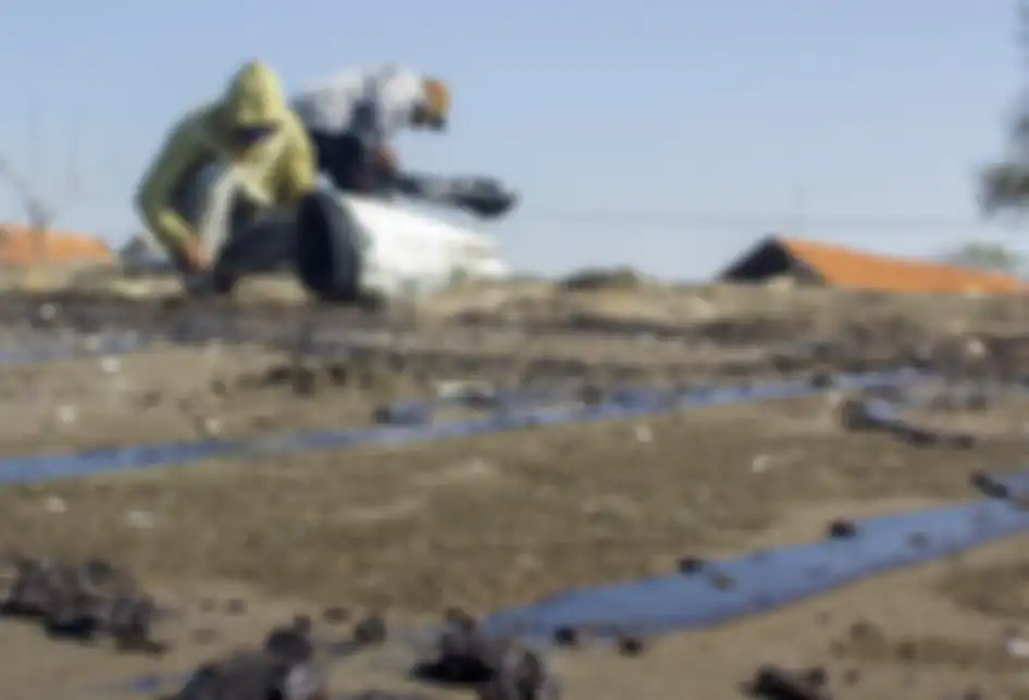 Warga mengumpulkan tumpahan minyak (Oil Spill) yang tercecer di Pesisir Pantai Cemarajaya, Karawang, Jawa Barat, Senin (22/7/2019). Tumpahan minyak tersebut tercecer di sepanjang pantai Sedari hingga pantai Cemarajaya akibat kebocoran pipa proyek eksplorasi minyak milik Pertamina.