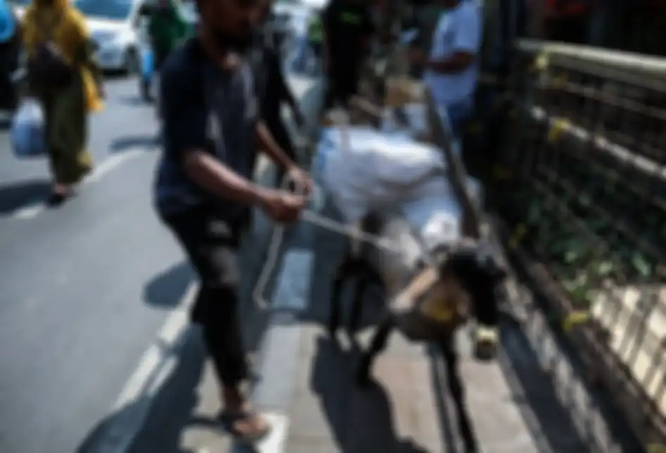 Pedagang memanfaatkan trotoar untuk berjualan hewan kurban di Jalan KH Mas Mansyur, Tanah Abang, Jakarta Pusat, Rabu (7/8/2019). Kambing yang didatangkan dari daerah di Jawa Tengah tersebut ditawarkan antara Rp 2,5 juta hingga Rp 6,5 juta, tergantung beratnya kambing.