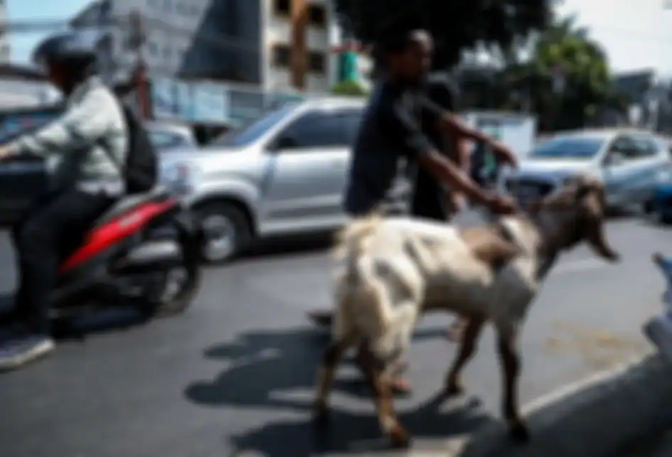 Pedagang memanfaatkan trotoar untuk berjualan hewan kurban di Jalan KH Mas Mansyur, Tanah Abang, Jakarta Pusat, Rabu (7/8/2019). Kambing yang didatangkan dari daerah di Jawa Tengah tersebut ditawarkan antara Rp 2,5 juta hingga Rp 6,5 juta, tergantung beratnya kambing.