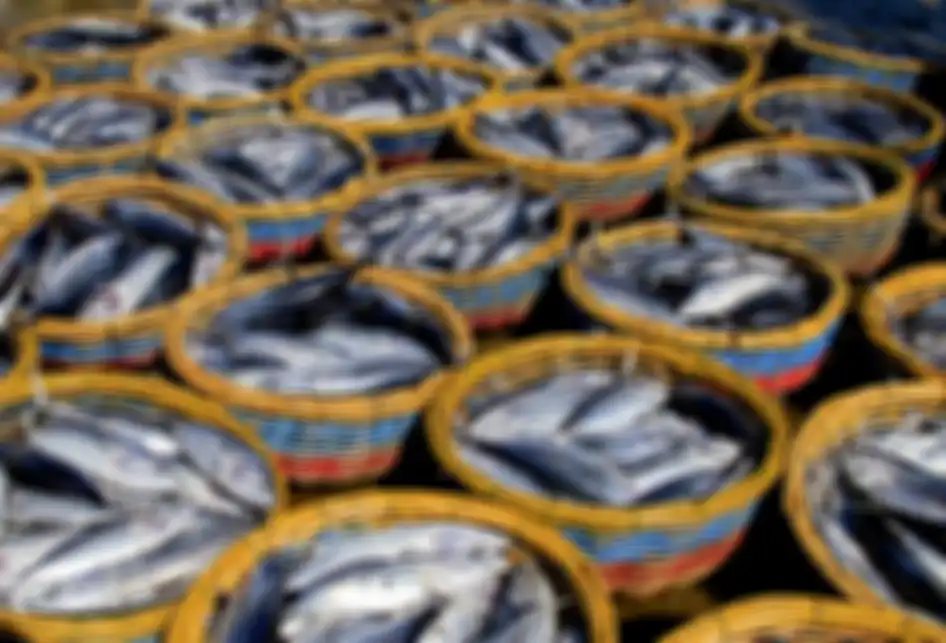 Ikan hasil tangkapan nelayan di Pelabuhan Perikanan Samudera Kutaraja, Lampulo, Banda Aceh, Kamis (22/8/2019). Ikan hasil tangkapan nelayan Aceh mulai melimpah, namun harga merosot, seperti ikan tongkol dan sejenisnya dijual pedagang dengan kisaran Rp 15 ribu hingga Rp 18 ribu per kilogramnya.