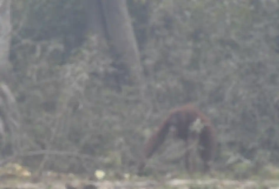Seekor orangutan (Pongo pygmaeus) berada di lokasi pra-pelepasliaran di Pulau Kaja, Sei Gohong, Palangkaraya, Kalimantan Tengah, Kamis (19/9/2019). Sebanyak 37 orangutan yang dirawat di pusat rehabilitasi Yayasan BOS (Borneo Orangutan Survival) di Nyaru Menteng, Palangkaraya, terjangkit infeksi salu