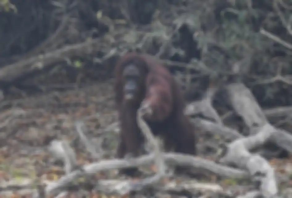 Seekor orangutan (Pongo pygmaeus) berada di lokasi pra-pelepasliaran di Pulau Kaja, Sei Gohong, Palangkaraya, Kalimantan Tengah, Kamis (19/9/2019). Sebanyak 37 orangutan yang dirawat di pusat rehabilitasi Yayasan BOS (Borneo Orangutan Survival) di Nyaru Menteng, Palangkaraya, terjangkit infeksi salu