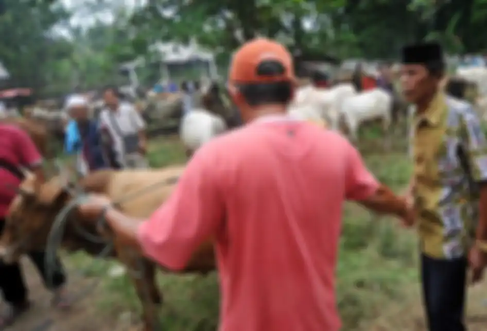 Foto dirilis Kamis (26/9/2019), memperlihatkan penjual dan pembeli belum menemui kesepakatan harga saat melakukan tradisi Marosok di Pasar Ternak, Sungai Sariak, Padangpariaman, Sumatera Barat. Ada tradisi turun-temurun di Minangkabau yang disebut Marosok, di mana penjual dan pembeli saling meraba