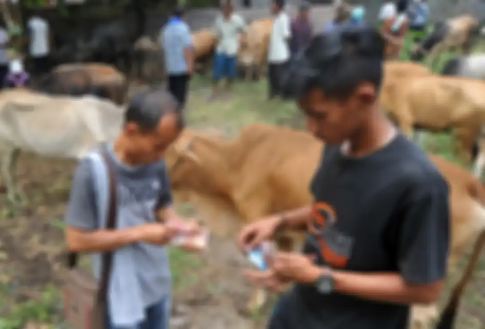 Foto dirilis Kamis (26/9/2019), memperlihatkan pedagang dan pembeli bertransaksi usai sepakat dalam tradisi Marosok di Pasar Ternak, Sungai Sariak, Padangpariaman, Sumatera Barat. Ada tradisi turun-temurun di Minangkabau yang disebut Marosok, di mana penjual dan pembeli saling meraba menggunakan j