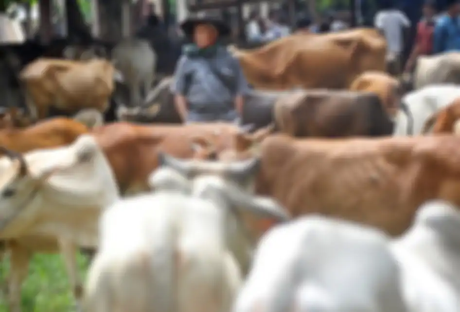Foto dirilis Kamis (26/9/2019), memperlihatkan pedagang berdiri di antara hewan ternak di Pasar Ternak, Sungai Sariak, Padangpariaman, Sumatera Barat. Ada tradisi turun-temurun di Minangkabau yang disebut Marosok, di mana penjual dan pembeli saling meraba menggunakan jari mereka di balik kain sarung