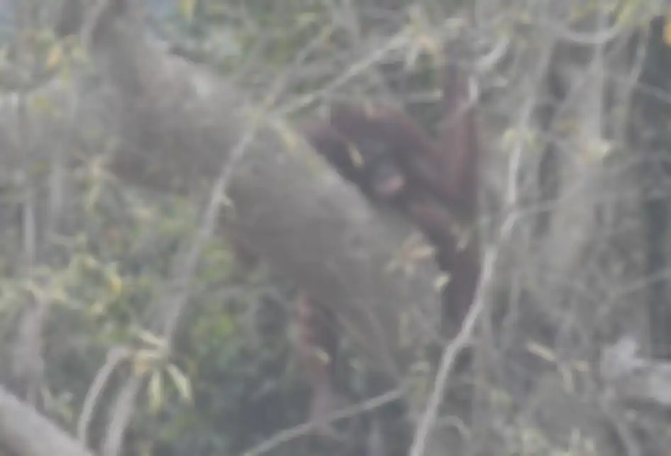 Seekor orang utan (Pongo pygmaeus) berada di lokasi pra-pelepasliaran di Pulau Kaja, Sei Gohong, Palangka Raya, Kalimantan Tengah, Kamis (19/9/2019). Sebanyak 37 orang utan yang dirawat di pusat rehabilitasi Yayasan BOS (Borneo Orangutan Survival) di Nyaru Menteng, Palangka Raya, terjangkit infeksi 