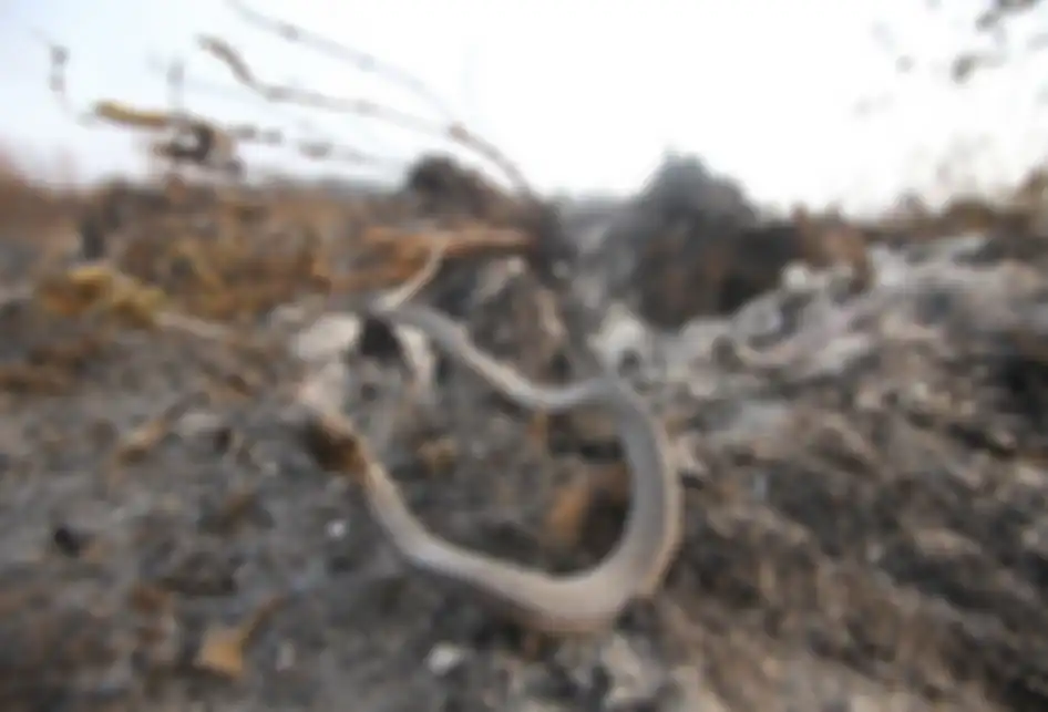 Seekor ular mati di area kebakaran lahan gambut di kawasan Landasan Ulin, Banjarbaru, Kalimantan Selatan, Kamis (19/9/2019). Kota Banjarbaru kini berstatus darurat Kebakaran hutan dan lahan (Karhutla) karena paling terdampak Karhutla dan Satgas Karhutla bersama relawan pemadam kebakaran beserta warg