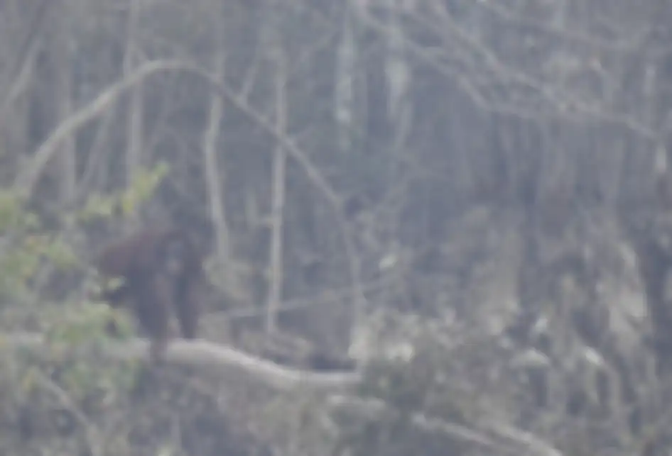 Seekor orang utan (Pongo pygmaeus) berada di lokasi pra-pelepasliaran di Pulau Kaja, Sei Gohong, Palangka Raya, Kalimantan Tengah, Kamis (19/9/2019). Sebanyak 37 orang utan yang dirawat di pusat rehabilitasi Yayasan BOS (Borneo Orangutan Survival) di Nyaru Menteng, Palangka Raya, terjangkit infeksi 