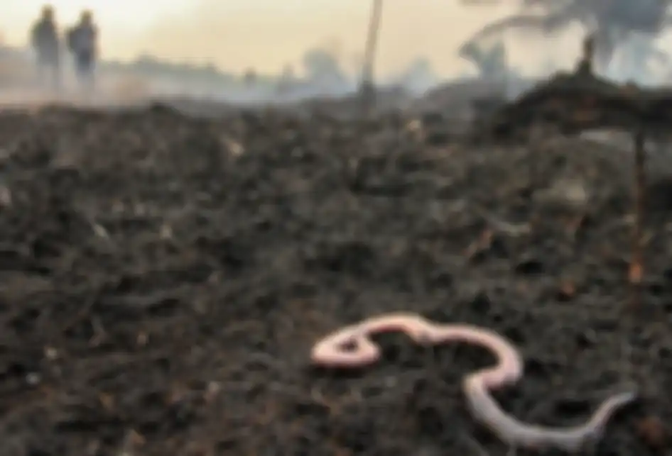 Seekor ular ditemukan mati di area perkebunan nanas milik warga yang terbakar akibat kebakaran lahan gambut yang meluas di Pekanbaru, Riau, Senin (7/10/2019). Kencangnya angin di lokasi lahan yang terbakar membuat api dengan cepat meluas sehingga petugas kesulitan untuk memadamkan kebakaran di kawas