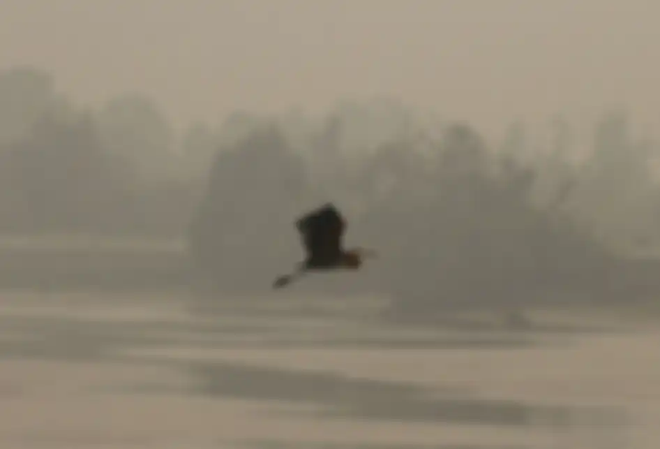 Seekor burung terbang di tengah pekatnya kabut asap dampak dari karhutla yang menyelimuti kawasan sungai Siak di Pekanbaru, Riau, Kamis (19/9/2019). Dinas Kesehatan setempat mengimbau kepada warga agar selalu mengenakan masker pelindung pernapasan karena kualitas udara yang memburuk akibat kabut asa