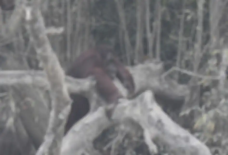 Seekor orang utan (Pongo pygmaeus) berada di lokasi pra-pelepasliaran di Pulau Kaja, Sei Gohong, Palangka Raya, Kalimantan Tengah, Kamis (19/9/2019). Sebanyak 37 orang utan yang dirawat di pusat rehabilitasi Yayasan BOS (Borneo Orangutan Survival) di Nyaru Menteng, Palangka Raya, terjangkit infeksi 