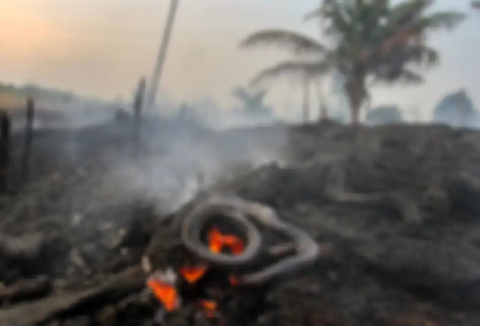 Seekor ular ditemukan mati di area perkebunan nanas milik warga yang terbakar akibat kebakaran lahan gambut yang meluas di Pekanbaru, Riau, Senin (7/10/2019). Kencangnya angin di lokasi lahan yang terbakar membuat api dengan cepat meluas sehingga petugas kesulitan untuk memadamkan kebakaran di kawas