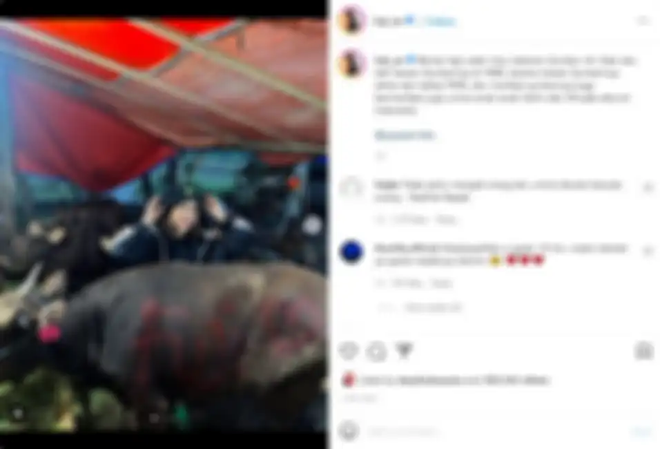 Fuji baru saja membeli seekor sapi untuk Hari Raya Idul Adha. 