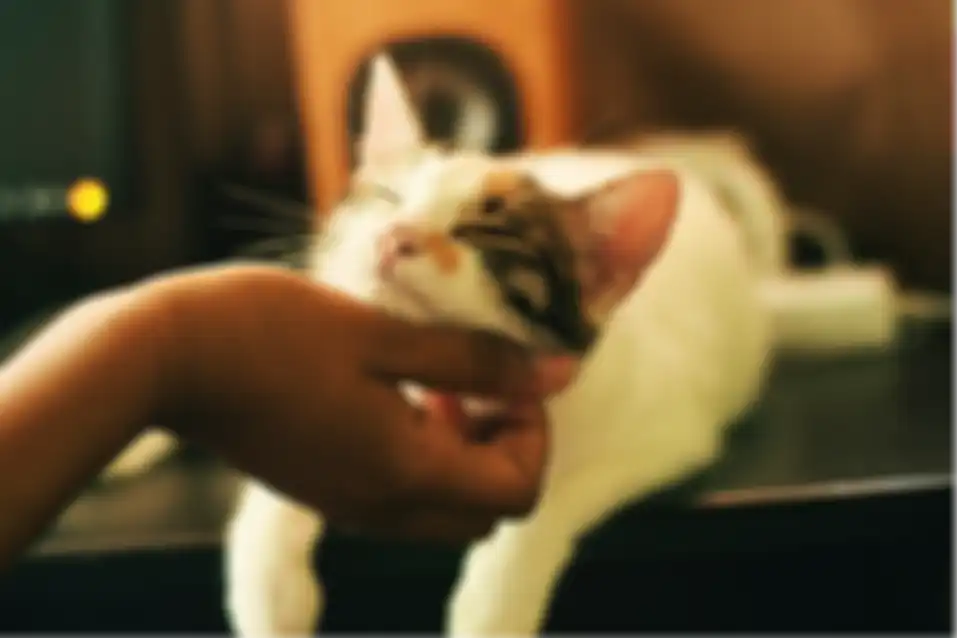 Kucing