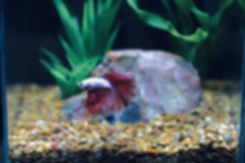 Ikan cupang, ikan mungil bersirip indah yang suka bertarung.
