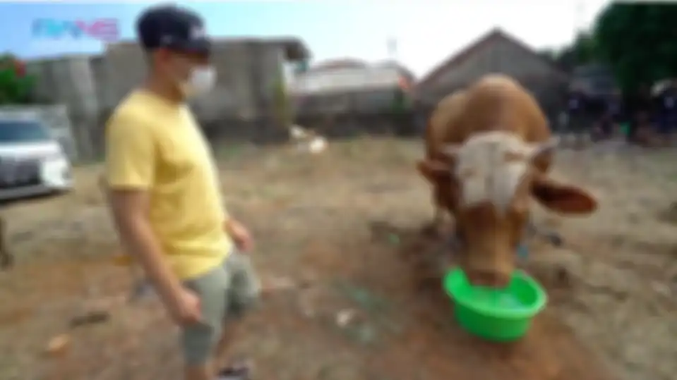 Salah satu sapi kurban Raffi Ahmad yang beratnya mencapai 1,2 ton