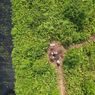 Gambut dan Mangrove Jadi Kunci Pengurangan Emisi Karbon di Asia Tenggara