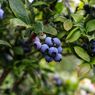 Sains: Bagaimana Warna Biru Bluberi Jadi Simbol Evolusi yang Cerdas?