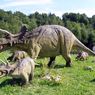 Tak Hanya untuk Menyerang, Apa Saja Fungsi Tanduk yang Dimiliki Dinosaurus Bertanduk?