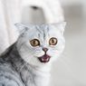 Benarkah Kucing Mencintai Kita Seperti Halnya Anjing? Ini Jawaban Ilmiahnya