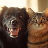 Anjing Punya Tuan, Kucing Punya Babu: Sains Jelaskan Alasan Ilmiahnya