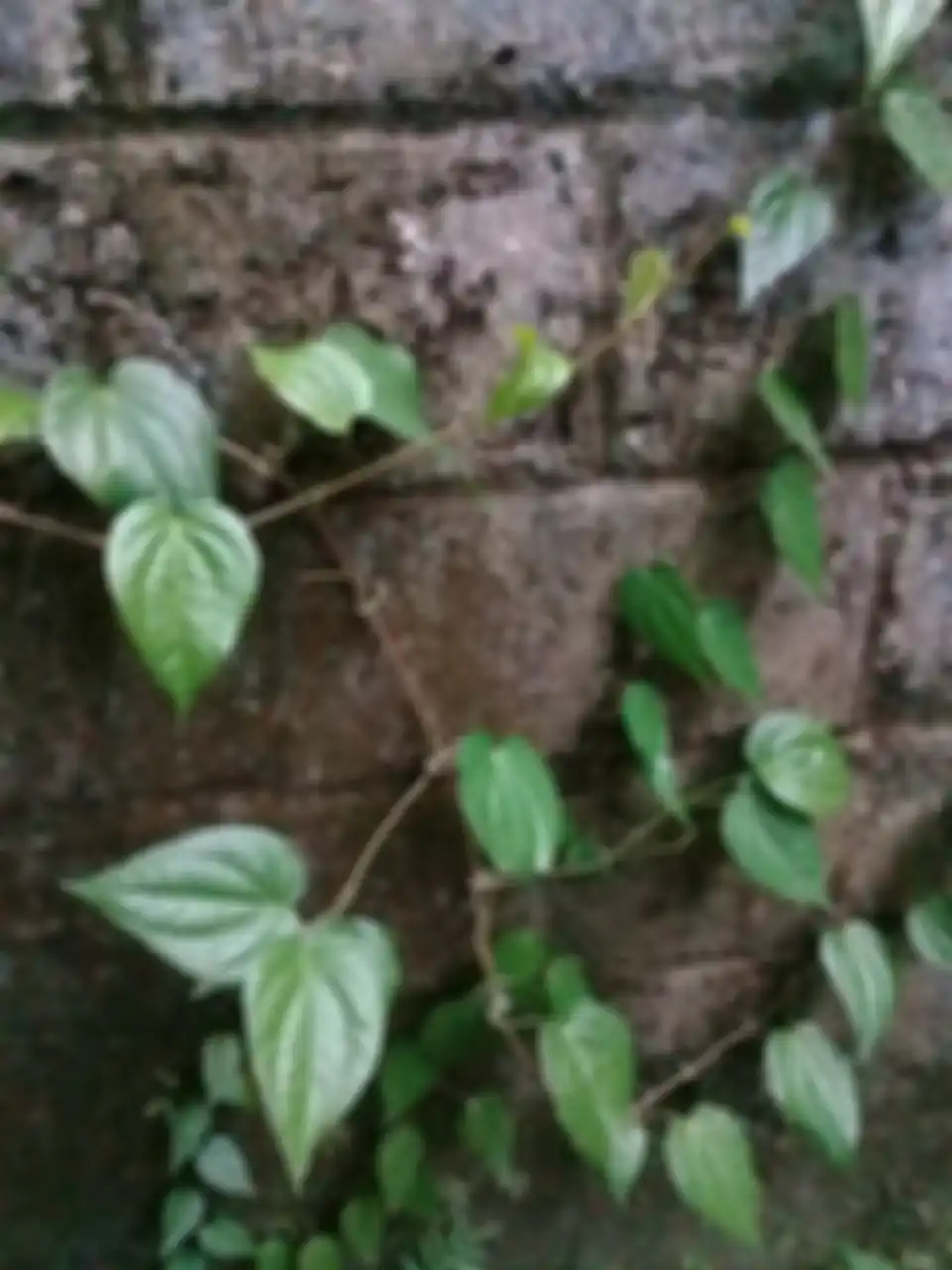 daun sirih | dok. popeti.com