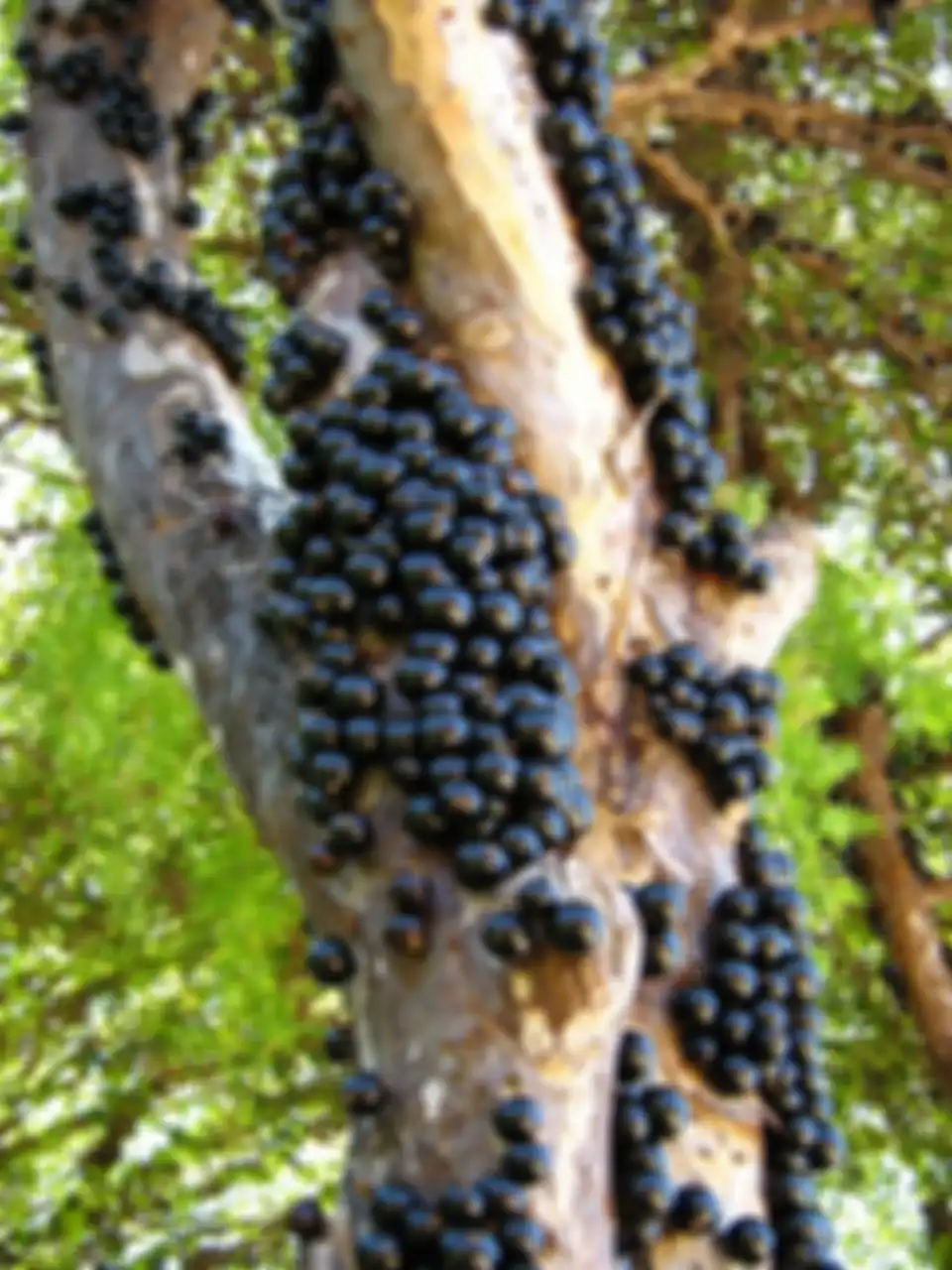 Jabuticaba atau jabotikaba