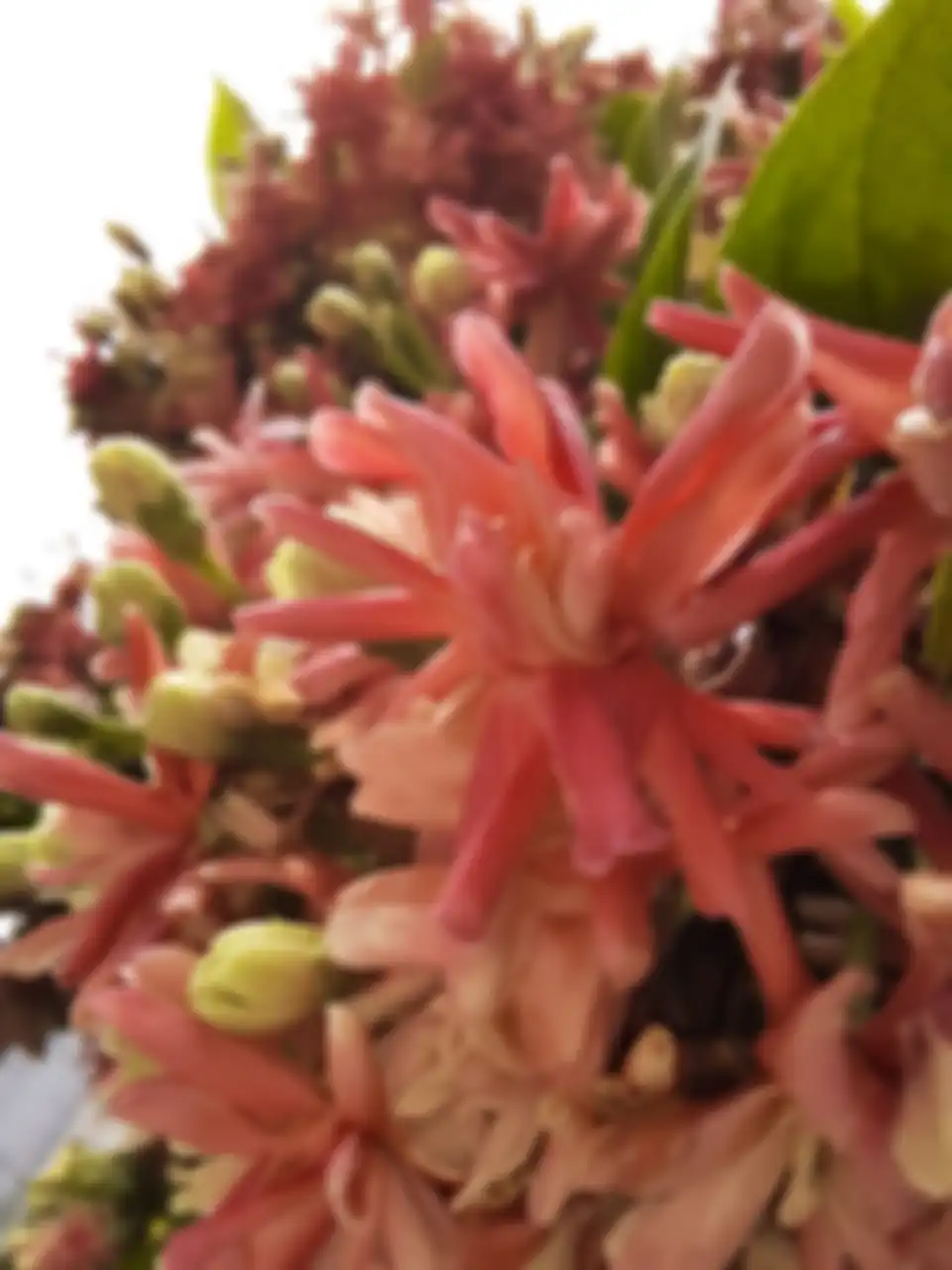 Hasil kamera makro