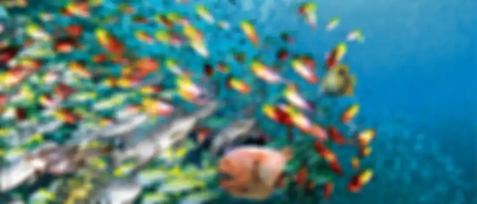 Ikan