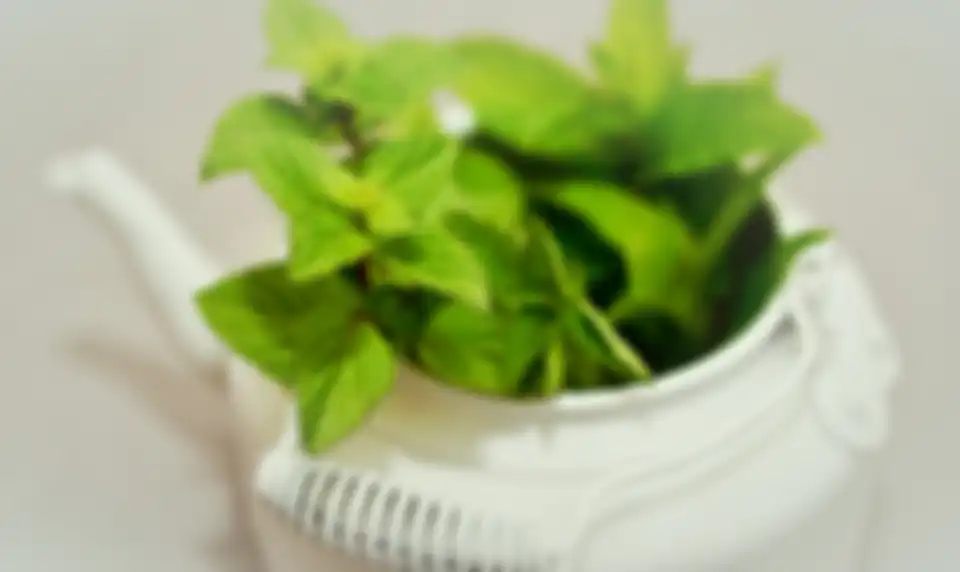 Daun mint
