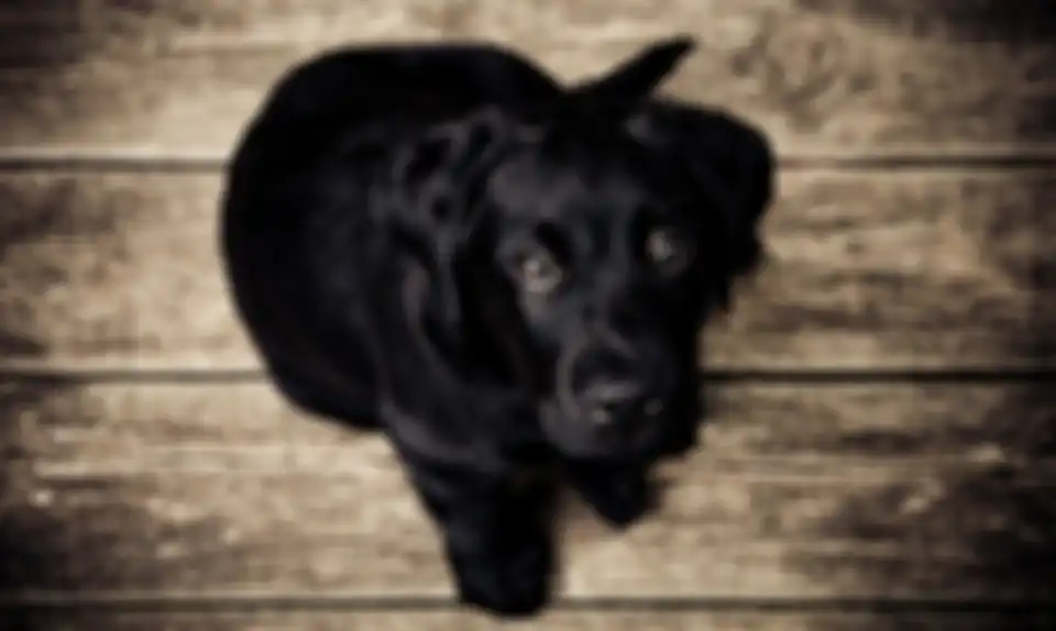 Ilustrasi anjing hitam