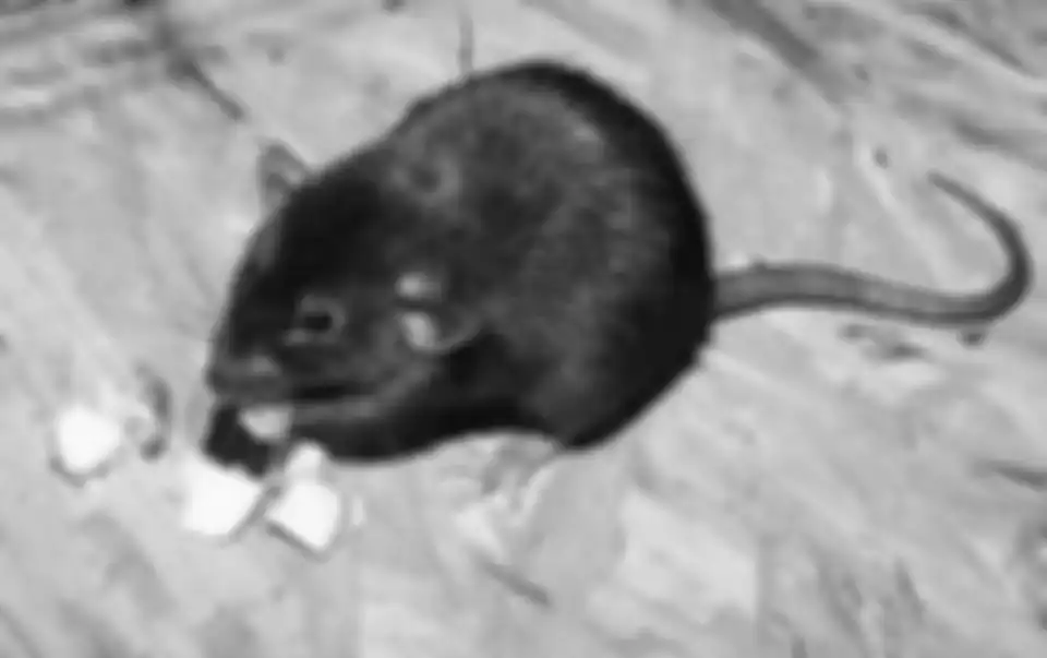 Ilustrasi tikus hitam