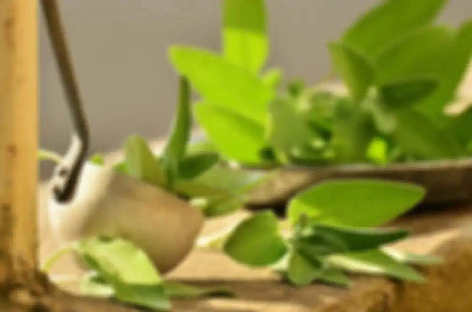 Daun sage sering dijadikan rempah atau bumbu masakan.