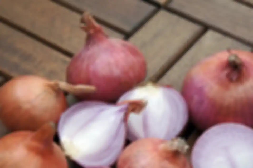 Bawang merah contoh umbi lapis