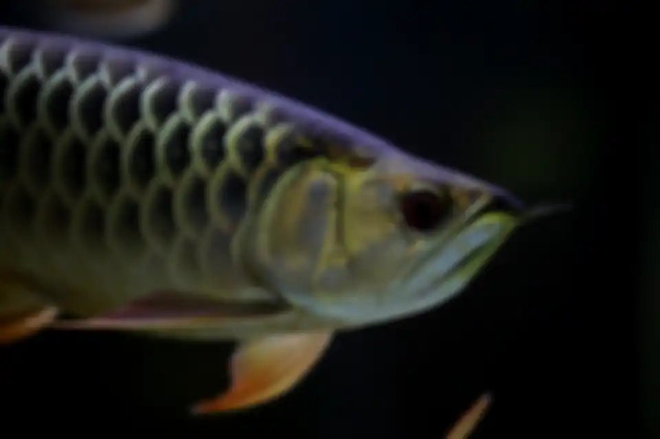 Ikan merupakan hewan vertebrata yang bernapas menggunakan insang