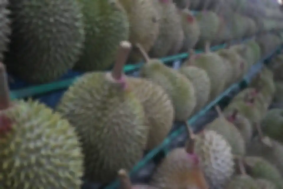 Ilustrasi wujud buah durian