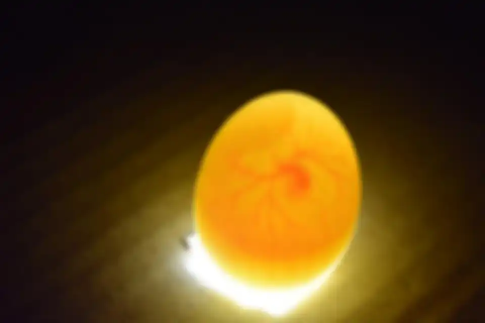 Candling telur