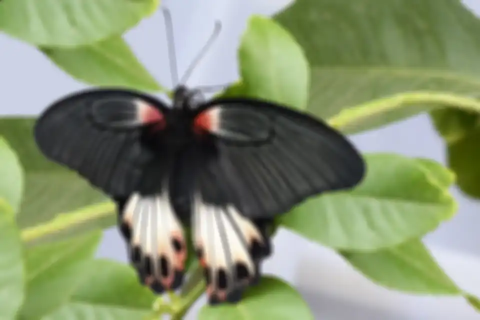 Ilustrasi kupu-kupu hitam. Jawaban tentukan ide pokok dari masing-masing paragraf bacaan Gerak Kupu-kupu kelas 5 SD Tema 1.