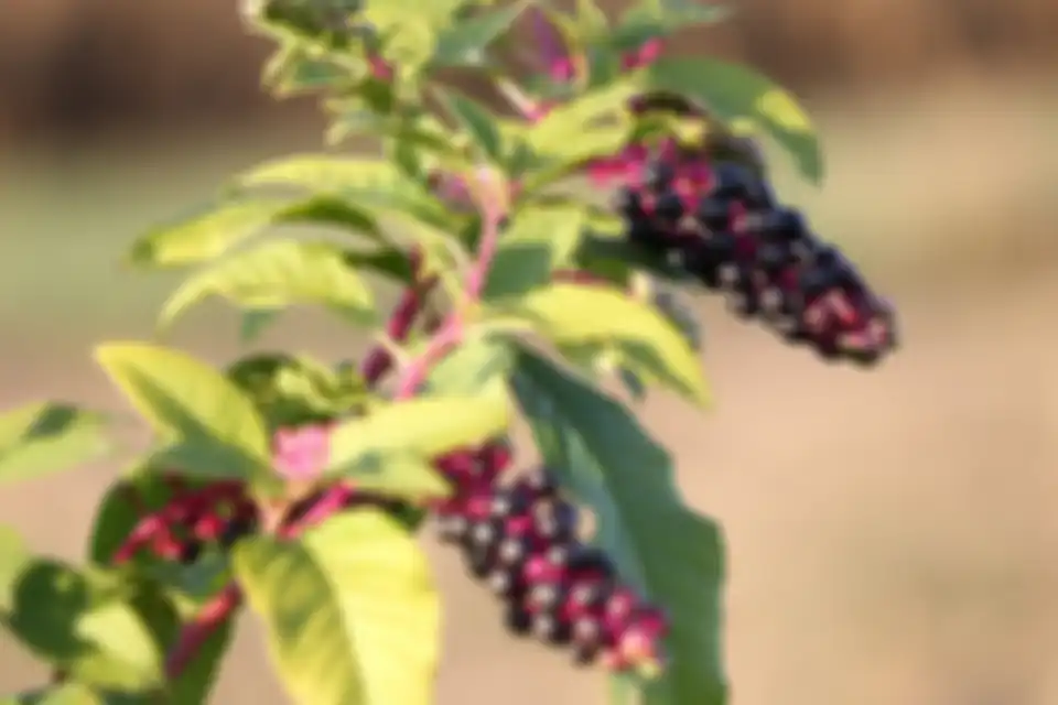 Pokeweed 