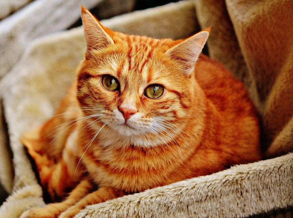 Ilustrasi kucing 