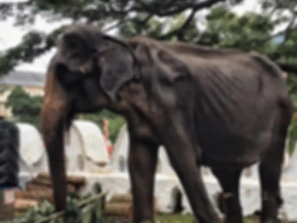 Tikiri, Gajah yang dipaksa bekerja hingga badan tinggal kulit dan tulang 