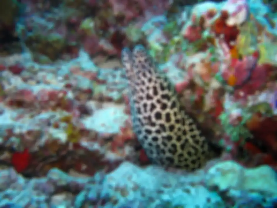 Belut Moray