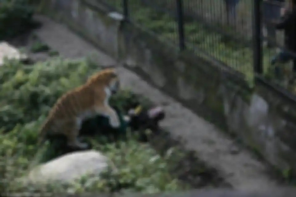 Seorang penjaga kebun binatang diserang harimau
